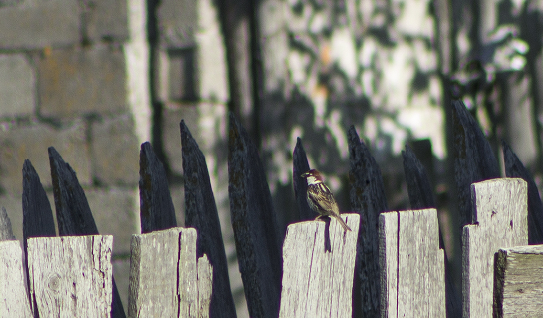 Spanish Sparrow
